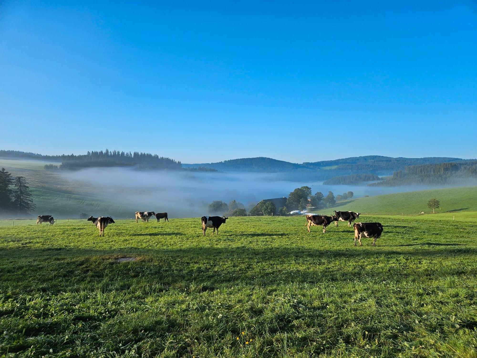 Lorenzenhaeusle Titisee-Neustadt Esterno foto